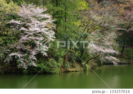 春の鎌北湖 133257018