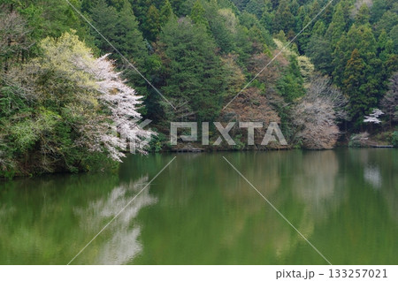 春の鎌北湖 133257021