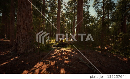 Sunlight streams through the canopy of towering trees, creating a peaceful atmosphere in the heart of the forest. Natures beauty unfolds as shadows dance on the forest floor. 133257644