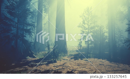 A serene forest landscape emerges with tall, majestic trees surrounded by a gentle mist. Sunlight softly illuminates the area, creating a tranquil atmosphere in nature. A serene forest landscape emerges with tall, majestic trees surrounded by a gentle mist. Sunlight softly illuminates the area, creating a tranquil atmosphere in nature. 133257645