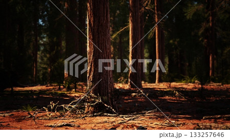 Sunlight streams through tall trees in a quiet forest. Leaves and branches create beautiful patterns on the forest floor, showcasing nature’s tranquil charm and inviting exploration. 133257646