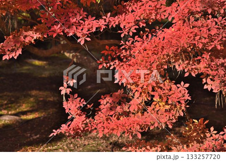京都の紅葉名所　天龍寺 宝厳院 133257720