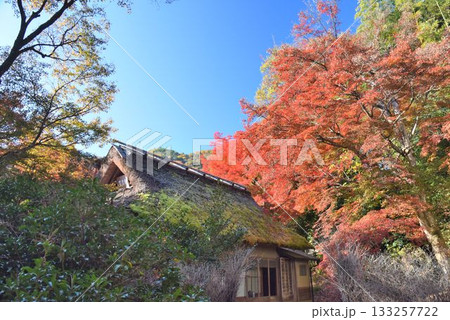 京都の紅葉名所　天龍寺 宝厳院 133257722
