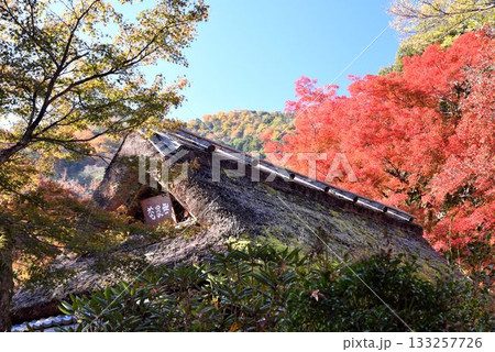 京都の紅葉名所 天龍寺 宝厳院 京都の紅葉名所 天龍寺 宝厳院 133257726