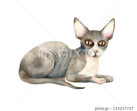 Sphynx hairless cat is sitting or is lying. Pet with bald skin. Cute grey kitty with big ears and yellow eyes. Watercolor isolated illustration of domestic animal for logo design, cat character Sphynx hairless cat is sitting or is lying. Pet with bald skin. Cute grey kitty with big ears and yellow eyes. Watercolor isolated illustration of domestic animal for logo design, cat character 133257737