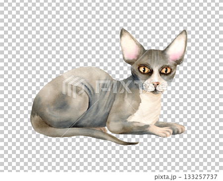 Sphynx hairless cat is sitting or is lying. Pet with bald skin. Cute grey kitty with big ears and yellow eyes. Watercolor isolated illustration of domestic animal for logo design, cat character Sphynx hairless cat is sitting or is lying. Pet with bald skin. Cute grey kitty with big ears and yellow eyes. Watercolor isolated illustration of domestic animal for logo design, cat character 133257737