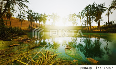 Golden sunlight filters through tall palm trees, reflecting on a serene oasis. The lush greenery contrasts with the surrounding sandy dunes, creating a peaceful desert escape at dawn. 133257807
