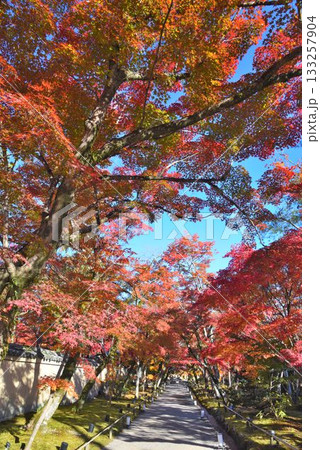 京都の紅葉名所　天龍寺 宝厳院 133257904