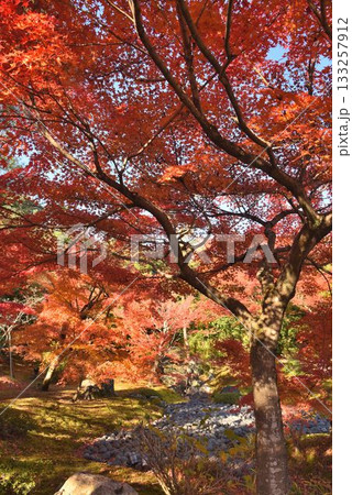 京都の紅葉名所 天龍寺 宝厳院 京都の紅葉名所 天龍寺 宝厳院 133257912