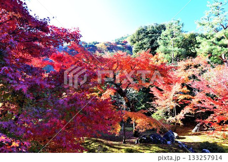 京都の紅葉名所　天龍寺 宝厳院 133257914