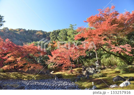 京都の紅葉名所 天龍寺 宝厳院 京都の紅葉名所 天龍寺 宝厳院 133257916