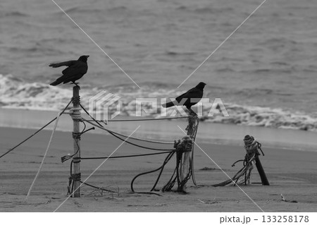 砂浜の杭にとまる2羽のカラス 砂浜の杭にとまる2羽のカラス 133258178