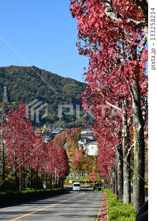 桂坂 モミジバフウの並木道 昇り龍の紅葉 桂坂 モミジバフウの並木道 昇り龍の紅葉 133258214