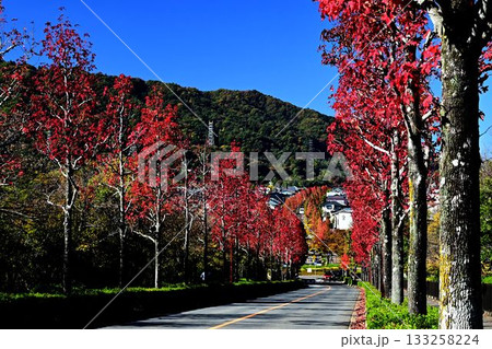 桂坂 モミジバフウの並木道 昇り龍の紅葉 桂坂 モミジバフウの並木道 昇り龍の紅葉 133258224