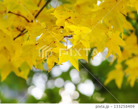 黄色く色づいたカエデの葉 黄色く色づいたカエデの葉 133258409