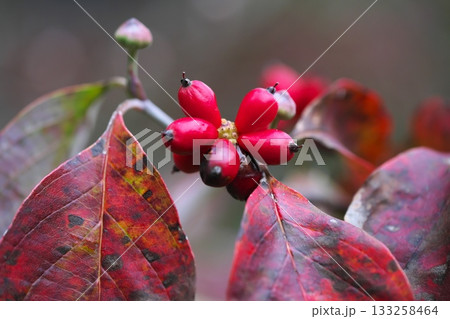 ハナミズキの紅葉と赤い実 133258464