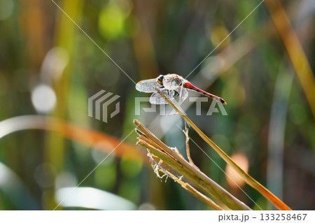 赤とんぼ 赤とんぼ 133258467