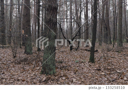 pine forest in the morning pine forest in the morning 133258510