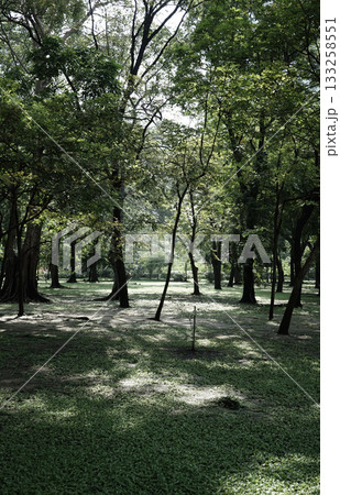 Organic photo outdoor urban green forest and grass park trees wood Organic photo outdoor urban green forest and grass park trees wood 133258551