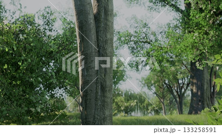 In a vibrant forest, two tall trees rise proudly amid lush greenery. The sunlight filters through the leaves, creating a serene and peaceful atmosphere, perfect for quiet reflection and nature walks. In a vibrant forest, two tall trees rise proudly amid lush greenery. The sunlight filters through the leaves, creating a serene and peaceful atmosphere, perfect for quiet reflection and nature walks. 133258591