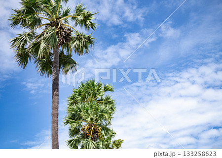 Tropical palm tree rising toward blue sky with fruit and white clouds, highlighting warm sunshine, lush foliage, and relaxing atmosphere of a summer island environment. Peaceful paradise landscape. 133258623
