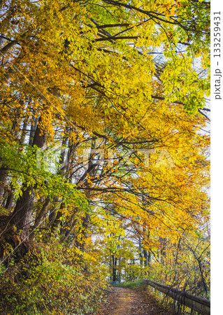 黄色く染まる紅葉風景 黄色く染まる紅葉風景 133259431