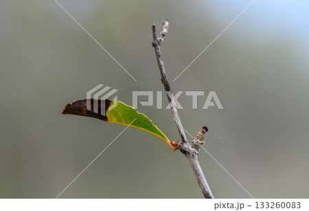 Nature reveals intricate secrets as a single leaf hangs delicately on a frail twig in sunlight Nature reveals intricate secrets as a single leaf hangs delicately on a frail twig in sunlight 133260083