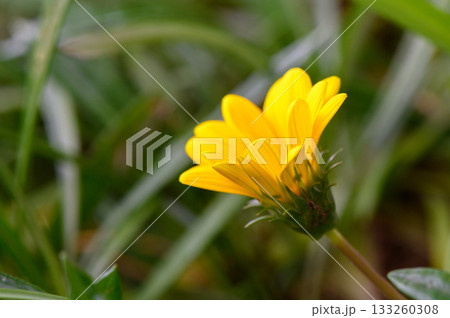 Bright yellow flower blooming in a lush green garden during a sunny afternoon 133260308