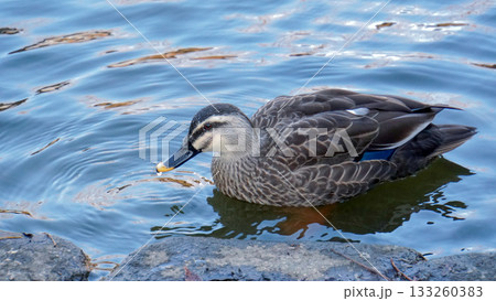 岸辺の岩のそばを泳ぐ茶色い羽毛のカルガモ 岸辺の岩のそばを泳ぐ茶色い羽毛のカルガモ 133260383