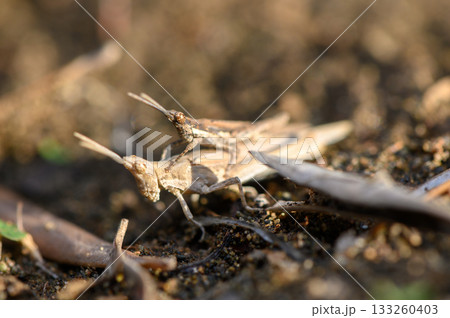 Unique courtship dance of grasshoppers in a lush garden at sunrise Unique courtship dance of grasshoppers in a lush garden at sunrise 133260403