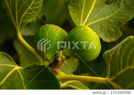 Green figs nestled among lush leaves in a sunlit garden during early summer\'s warmth 133260406