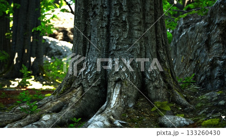 In a serene forest, a majestic tree stands with robust roots spreading across the soft earth, surrounded by vibrant green foliage and dappled sunlight filtering through branches. In a serene forest, a majestic tree stands with robust roots spreading across the soft earth, surrounded by vibrant green foliage and dappled sunlight filtering through branches. 133260430