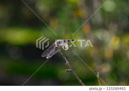 Dragonfly perched on a delicate twig in a vibrant green garden during a sunny afternoon Dragonfly perched on a delicate twig in a vibrant green garden during a sunny afternoon 133260465