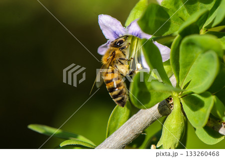Honeybee gently collecting nectar from a delicate purple flower in a vibrant garden Honeybee gently collecting nectar from a delicate purple flower in a vibrant garden 133260468