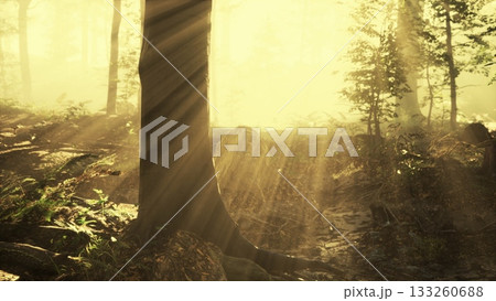 Soft rays of sunlight stream through the tall trees in a peaceful forest at dawn. The gentle mist adds a magical touch to the surroundings, creating a tranquil atmosphere. 133260688