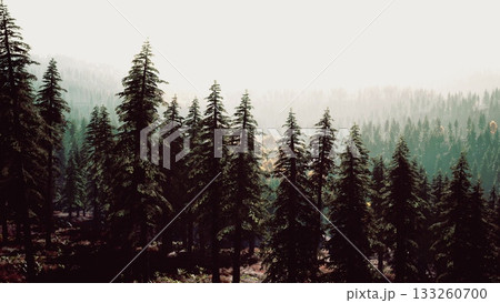 Tall evergreen trees stand gracefully in the forest, surrounded by a soft mist as the first light of dawn shines through. Nature awakens quietly in this serene setting. Tall evergreen trees stand gracefully in the forest, surrounded by a soft mist as the first light of dawn shines through. Nature awakens quietly in this serene setting. 133260700