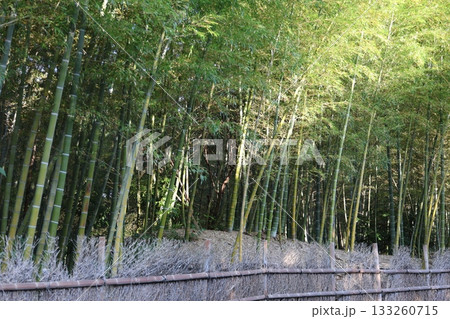 竹林のある風景 133260715