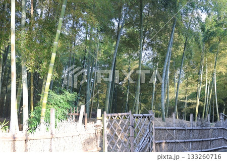 竹林のある風景 133260716
