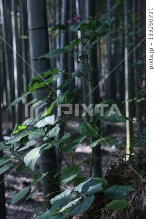 竹林に咲く小さな花 竹林に咲く小さな花 133260721