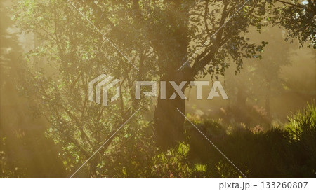 Golden light streams through lush trees in a serene forest setting at dawn. Nature awakens as soft rays illuminate vibrant foliage, creating a peaceful and enchanting environment. 133260807