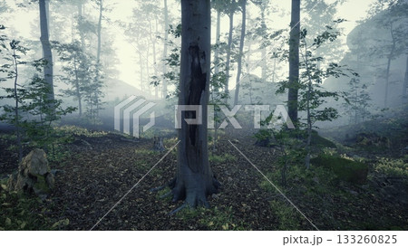 Tall trees stretch upward in a misty forest, shrouded in soft light. The ground is covered with leaves and underbrush, creating a serene atmosphere of tranquility and mystery. Tall trees stretch upward in a misty forest, shrouded in soft light. The ground is covered with leaves and underbrush, creating a serene atmosphere of tranquility and mystery. 133260825