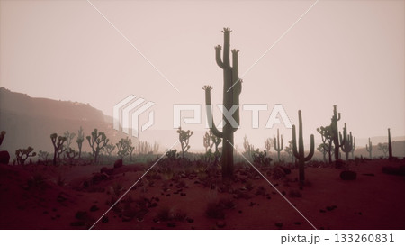 In this serene desert scene, tall cacti stand silhouetted as the sun sets, casting long shadows on the sandy ground. The hues of pink and orange create a calming atmosphere as dusk approaches. In this serene desert scene, tall cacti stand silhouetted as the sun sets, casting long shadows on the sandy ground. The hues of pink and orange create a calming atmosphere as dusk approaches. 133260831