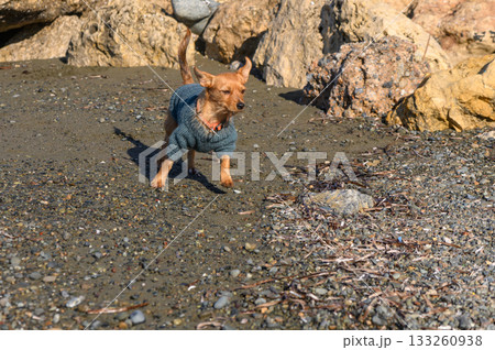 Playful dog in cozy sweater running along a rocky beach on a sunny day 133260938