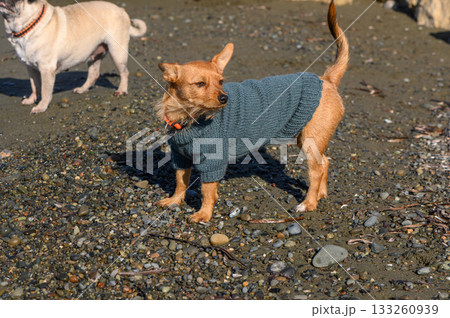 Small dog in cozy sweater explores the beach on a sunny afternoon with playful companions 133260939