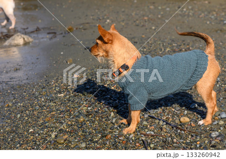 Small dog wearing a cozy sweater enjoys a sunny day on the beach with playful companions 133260942