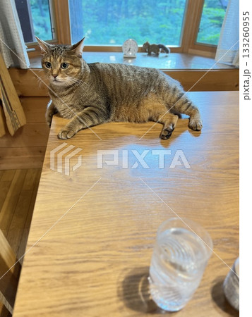 ログハウスのダイニングテーブルでくつろぐ猫 133260955