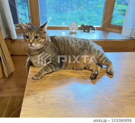 ログハウスのダイニングテーブルでくつろぐ猫 ログハウスのダイニングテーブルでくつろぐ猫 133260956