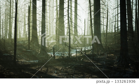 Tall, charred trees stand sentinel in a hazy forest, light filtering through. Scattered foliage hints at life returning, while shadows stretch across the muted terrain in quiet reflection. Tall, charred trees stand sentinel in a hazy forest, light filtering through. Scattered foliage hints at life returning, while shadows stretch across the muted terrain in quiet reflection. 133261936