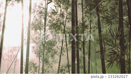 Gentle sunlight streams through tall bamboo stalks, illuminating the fresh green leaves. A peaceful atmosphere prevails in this tranquil grove during the early morning hours. 133262027