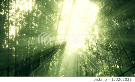 Rays of sunlight cascade through the dense trees of a vibrant forest, illuminating the rich greenery below. This tranquil morning setting invites peace and wonder. 133262028
